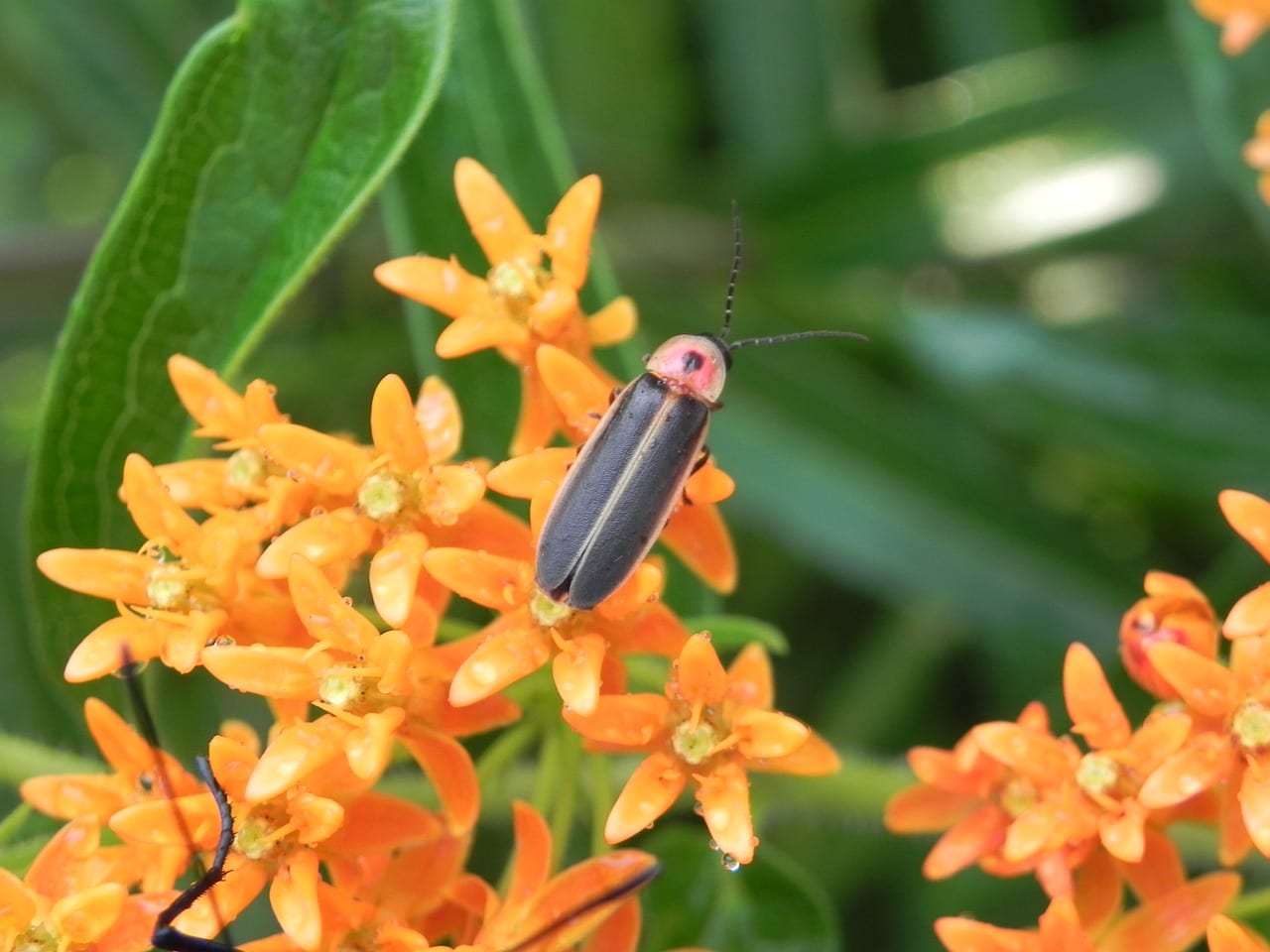https://pixabay.com/en/firefly-lightning-bug-milkweed-2466543/