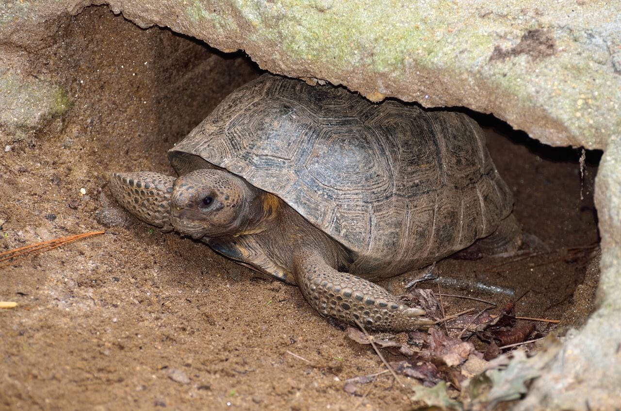 https://pixabay.com/en/gopher-turtle-wildlife-reptile-1700922/