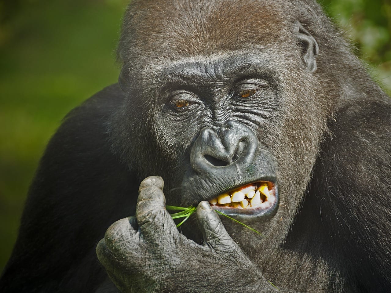 https://pixabay.com/en/gorilla-monkey-animal-zoo-hunger-1114750/