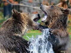 https://pixabay.com/en/grizzly-bears-playing-sparring-210996/