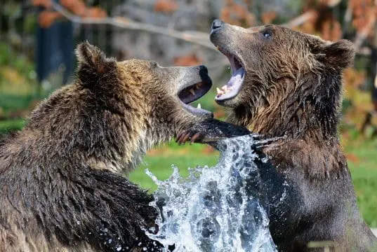 https://pixabay.com/en/grizzly-bears-playing-sparring-210996/