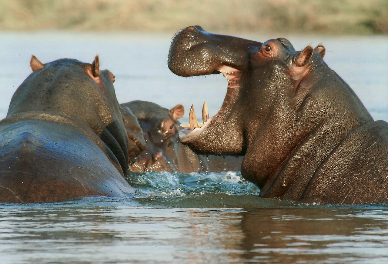 https://pixabay.com/en/hippopotamus-hippo-animal-namibia-95472/