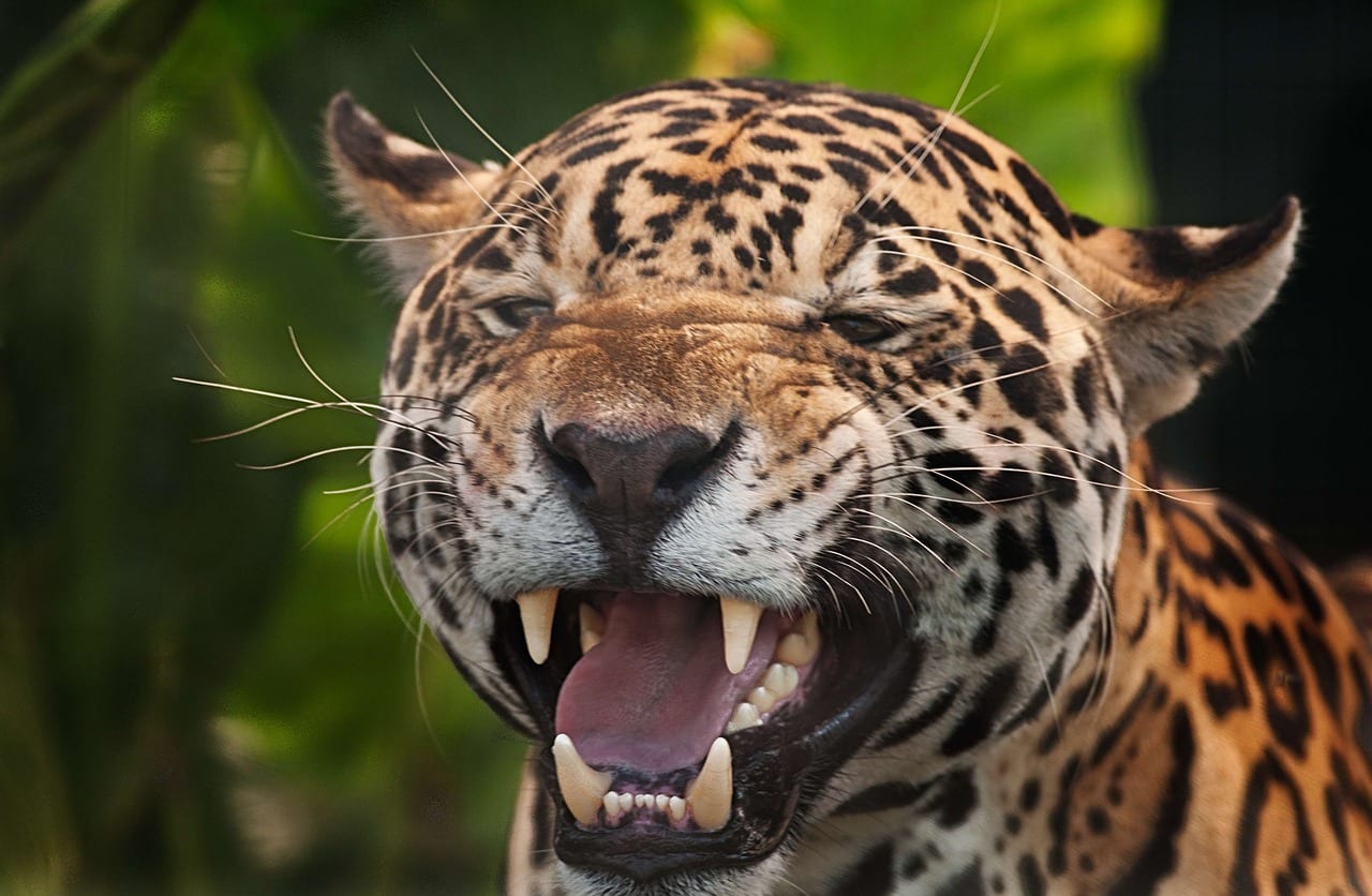 https://pixabay.com/en/jaguar-panthera-onca-spots-2801377/