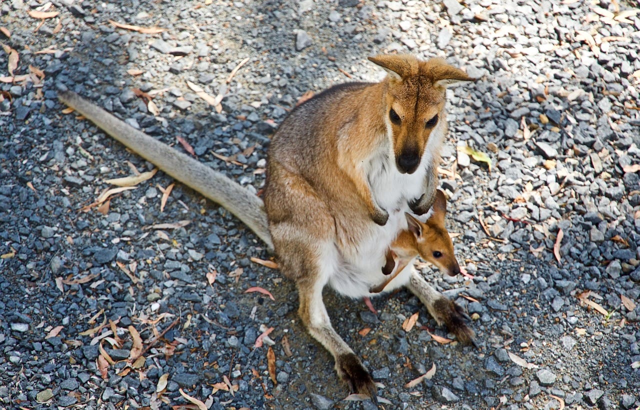 https://pixabay.com/en/kangaroo-wallaby-wildlife-australia-3639435/