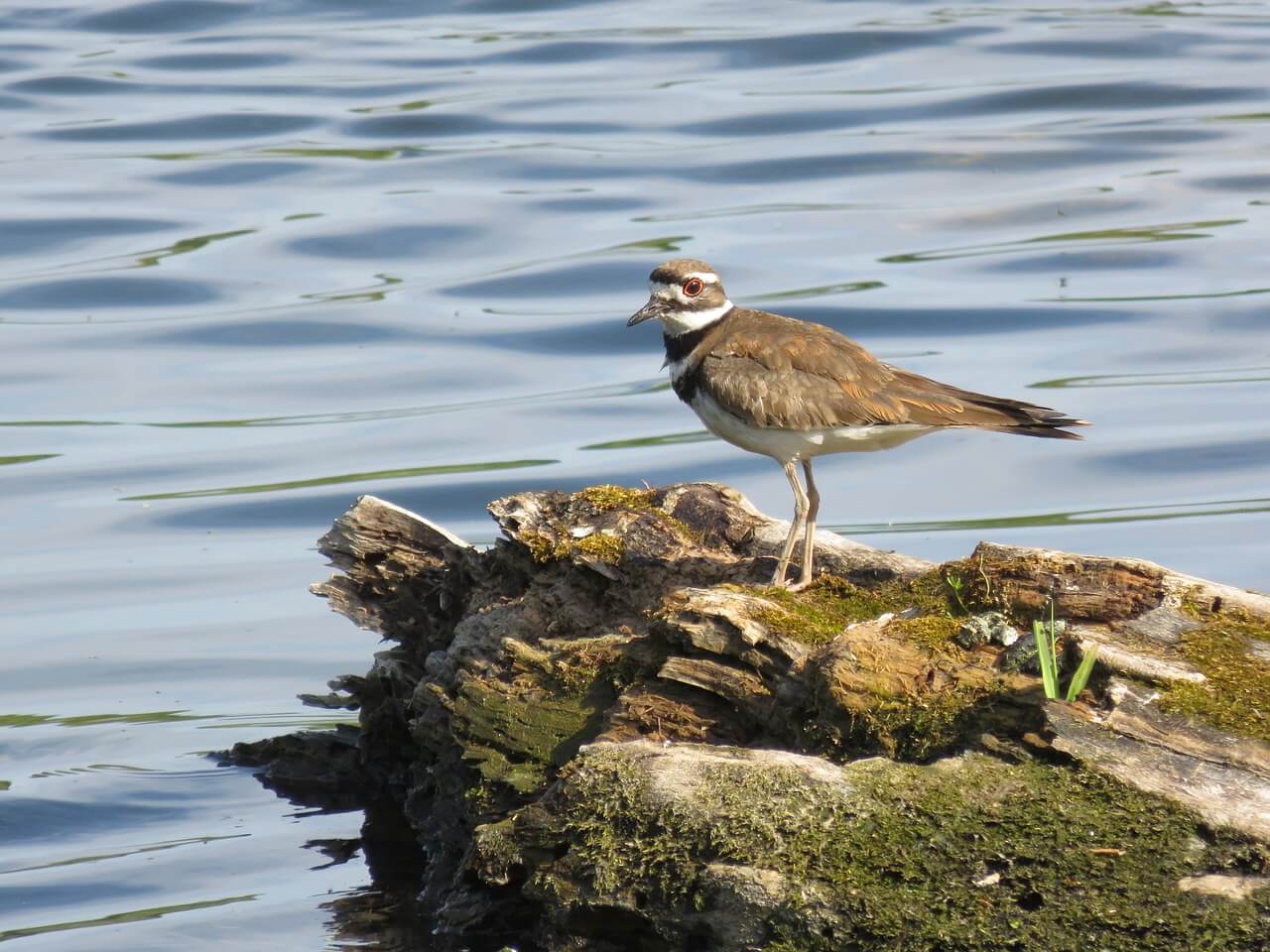 https://pixabay.com/en/killdeer-bird-pond-nature-wildlife-785060/