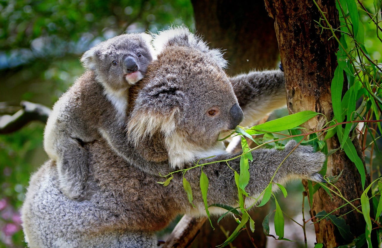 https://pixabay.com/en/koala-animals-mammals-australian-61189/