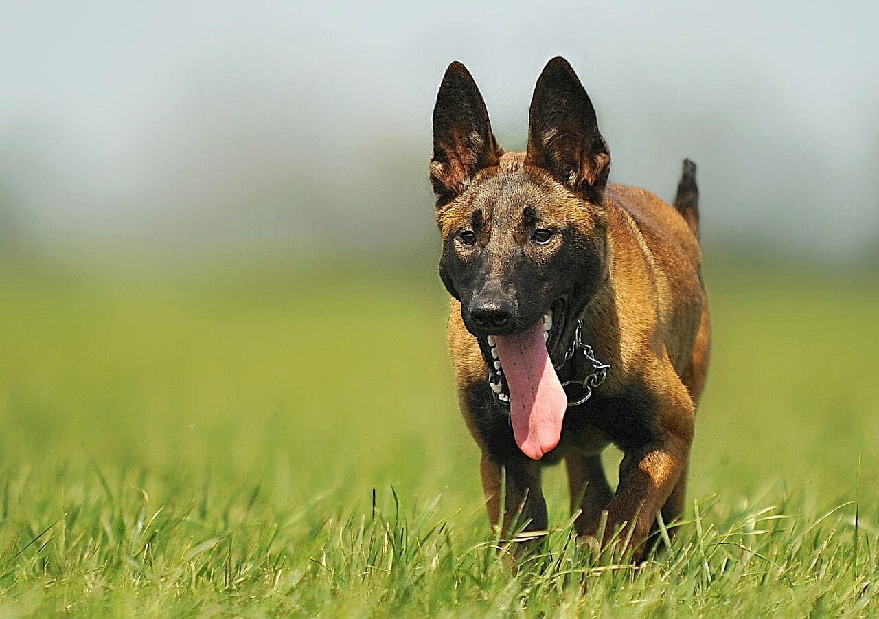 https://pixabay.com/en/malinois-dog-animal-animal-portrait-354527/