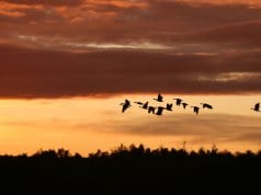 https://pixabay.com/en/migrating-birds-sunset-nature-birds-2769633/