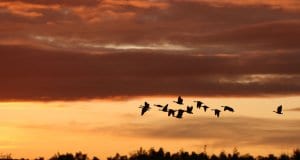 https://pixabay.com/en/migrating-birds-sunset-nature-birds-2769633/
