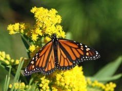 https://pixabay.com/en/monarch-butterfly-migration-1926184/