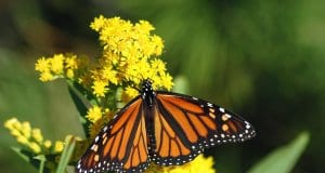 https://pixabay.com/en/monarch-butterfly-migration-1926184/