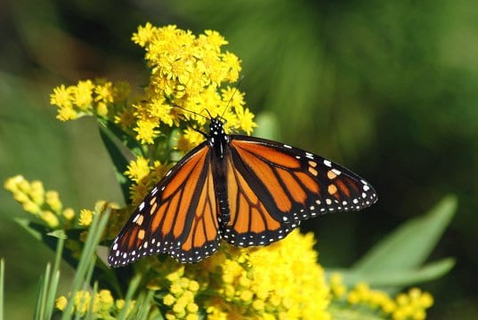 https://pixabay.com/en/monarch-butterfly-migration-1926184/