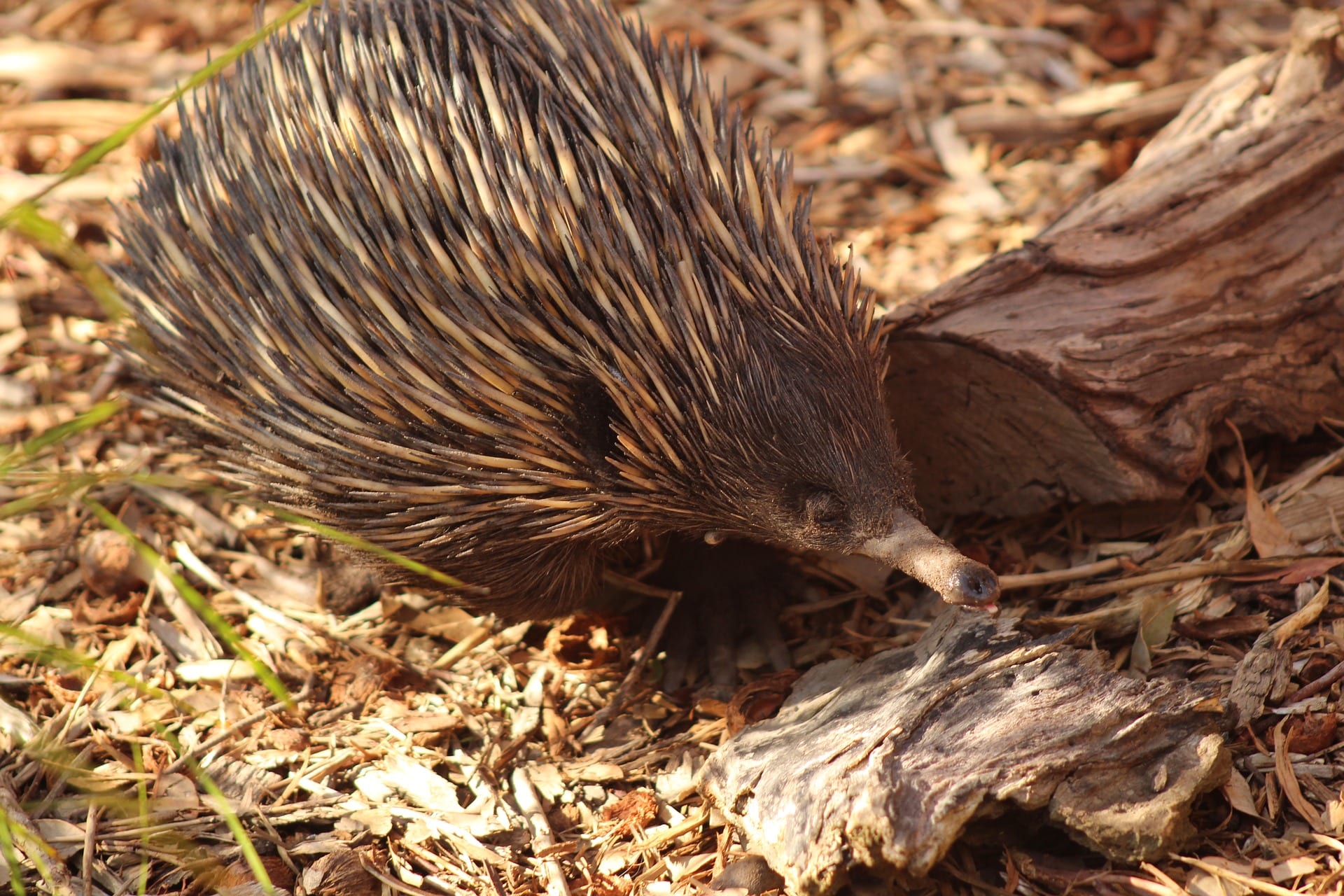 https://pixabay.com/en/nature-wildlife-outdoors-echidna-3365515/