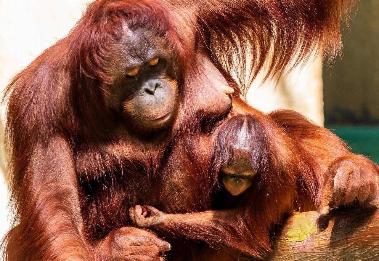 https://pixabay.com/en/orang-utan-monkey-primate-orangutan-3511808/