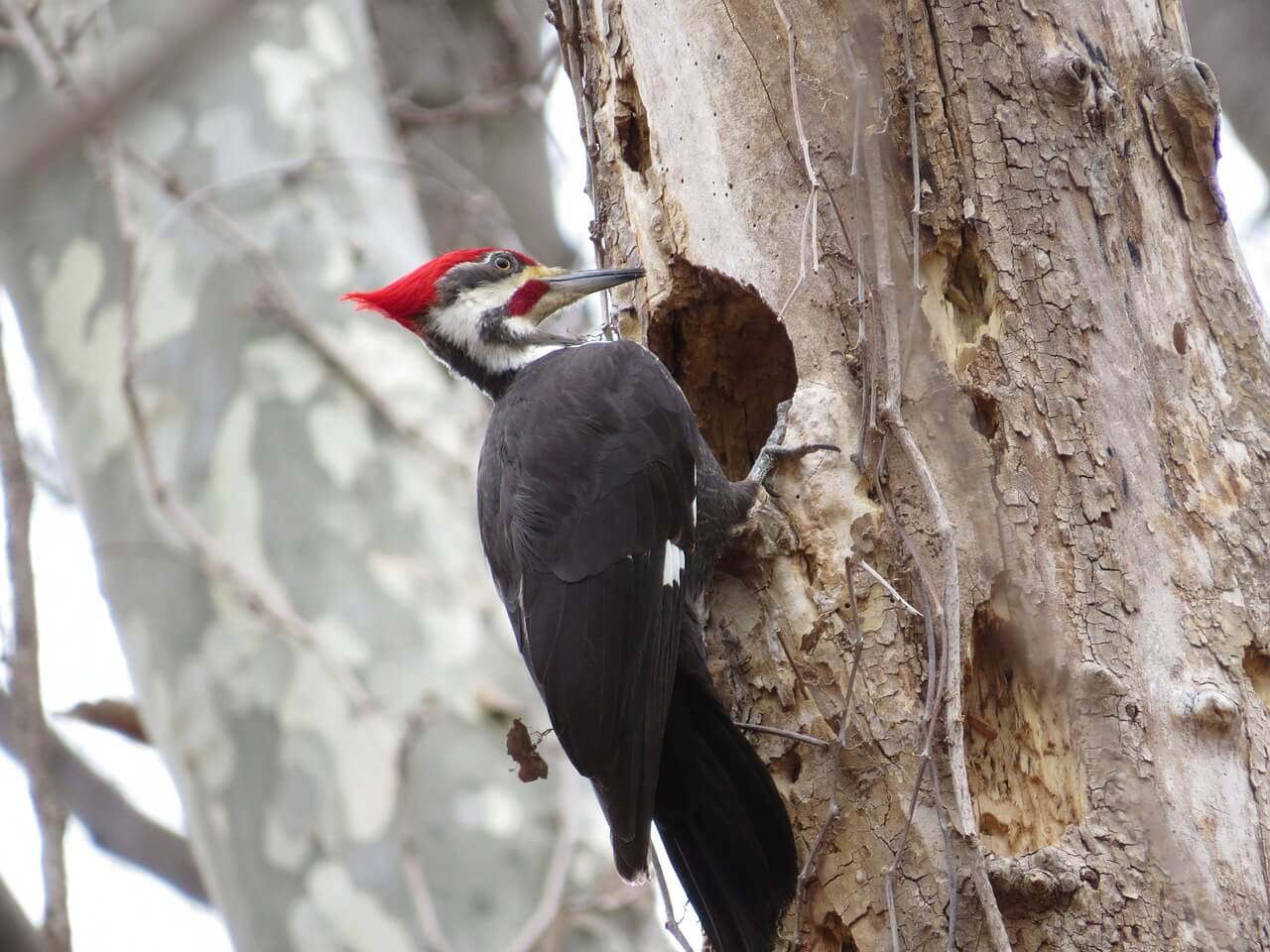 https://pixabay.com/en/pileated-woodpecker-bird-tree-807556/