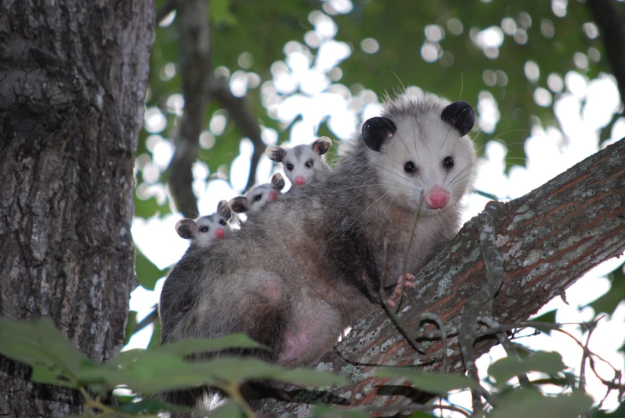 https://pixabay.com/en/possum-opossum-animal-young-wild-1802326/