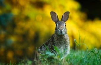 https://pixabay.com/en/rabbit-hare-animal-wildlife-bunny-1882699/