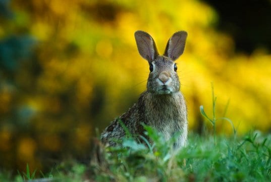 https://pixabay.com/en/rabbit-hare-animal-wildlife-bunny-1882699/