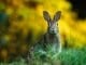 https://pixabay.com/en/rabbit-hare-animal-wildlife-bunny-1882699/