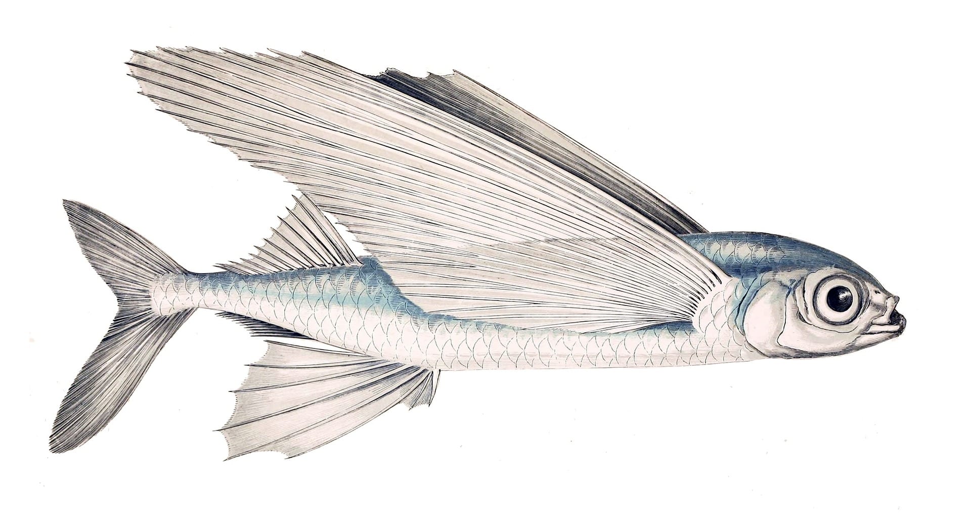 https://pixabay.com/en/schwalbenfisch-fish-flying-fish-63024/