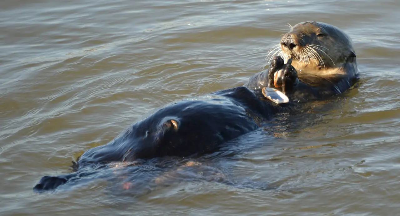 https://pixabay.com/en/sea-otter-water-ocean-aquatic-620093/