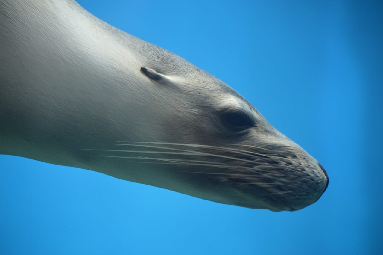 https://pixabay.com/en/seal-pinniped-ocean-wildlife-water-828585/