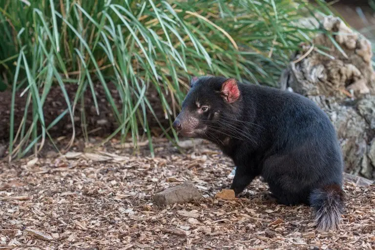 Marsupials: Pouched Mammals from Around the World