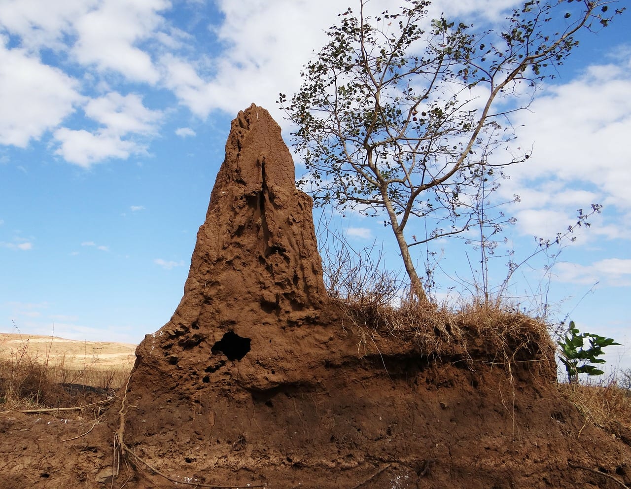 https://pixabay.com/en/termite-hill-termites-termite-mound-266587/