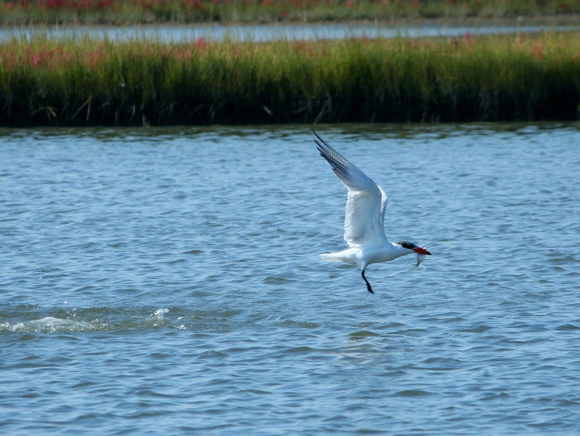 https://pixabay.com/en/tern-fishing-fish-eat-fly-60144/