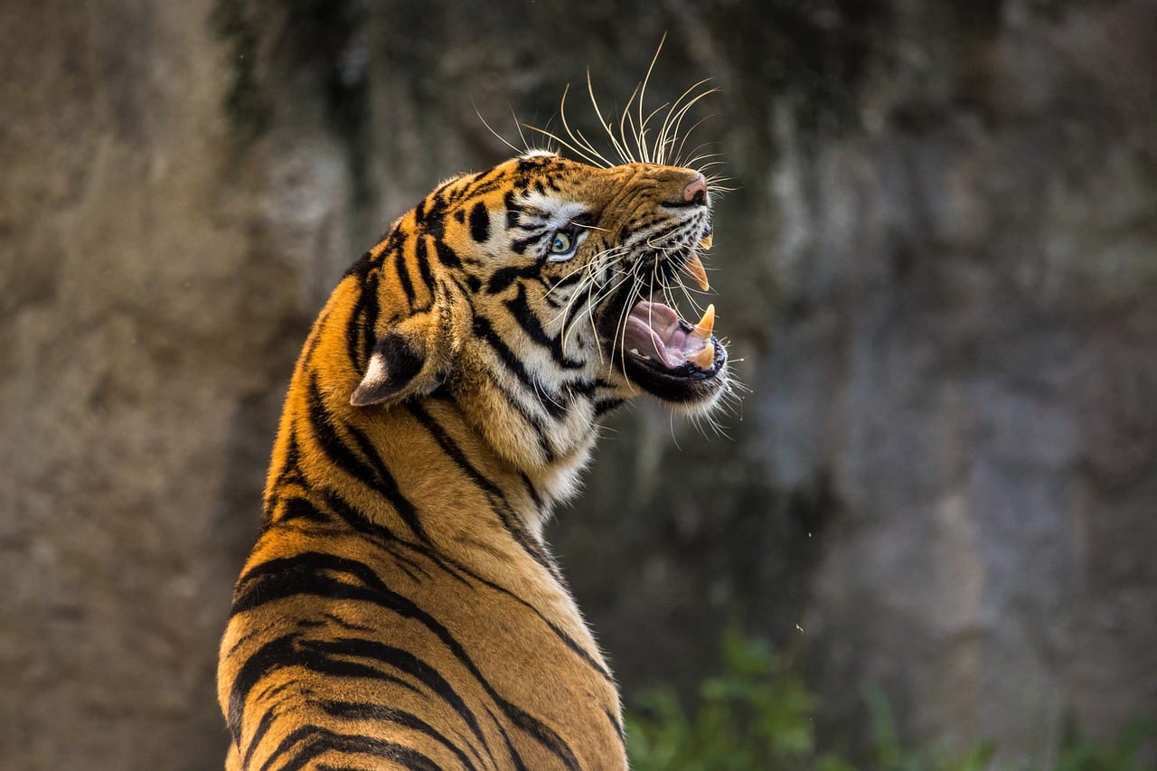 https://pixabay.com/en/tiger-cat-big-cat-animal-predator-3264048/