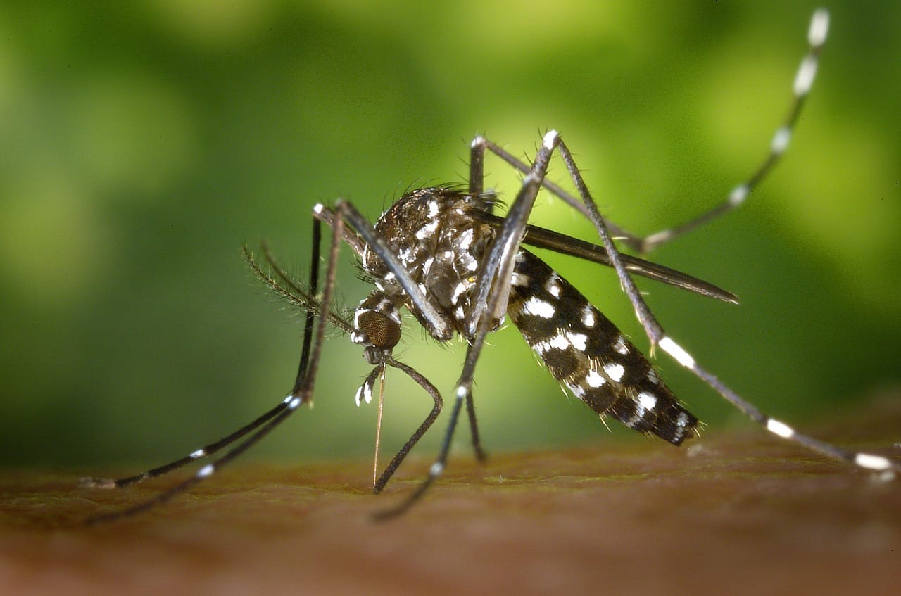 https://pixabay.com/en/tiger-mosquito-mosquito-49141/