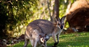 https://pixabay.com/en/wallabies-kangaroo-rednecked-wallaby-411548/