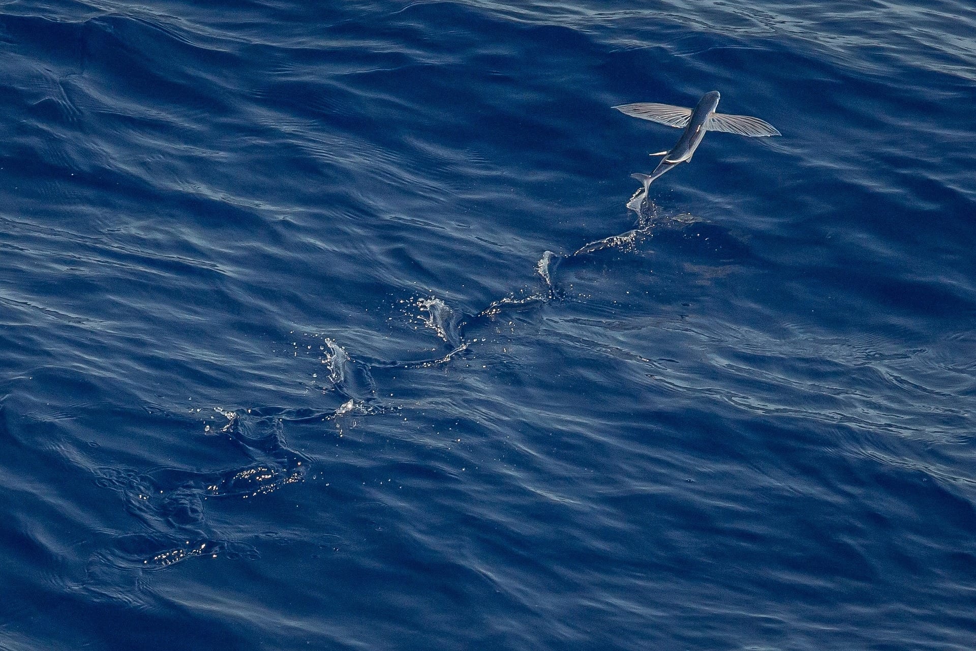 Do Flying Fish Really Fly? (Questions and Answers About Animals