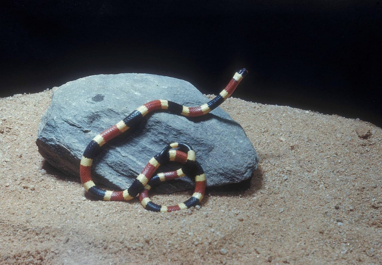 https://pixabay.com/en/western-coral-snake-reptile-wildlife-1794639/