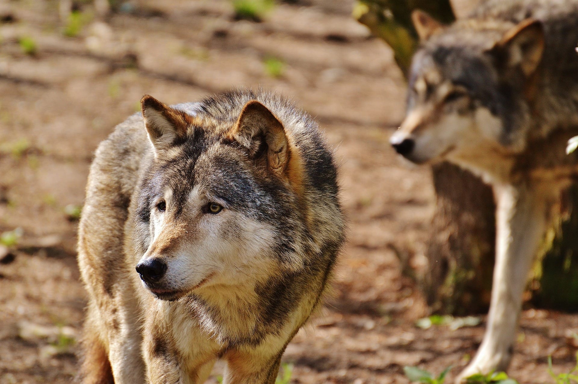https://pixabay.com/en/wolf-wild-animal-predator-nature-1350014/