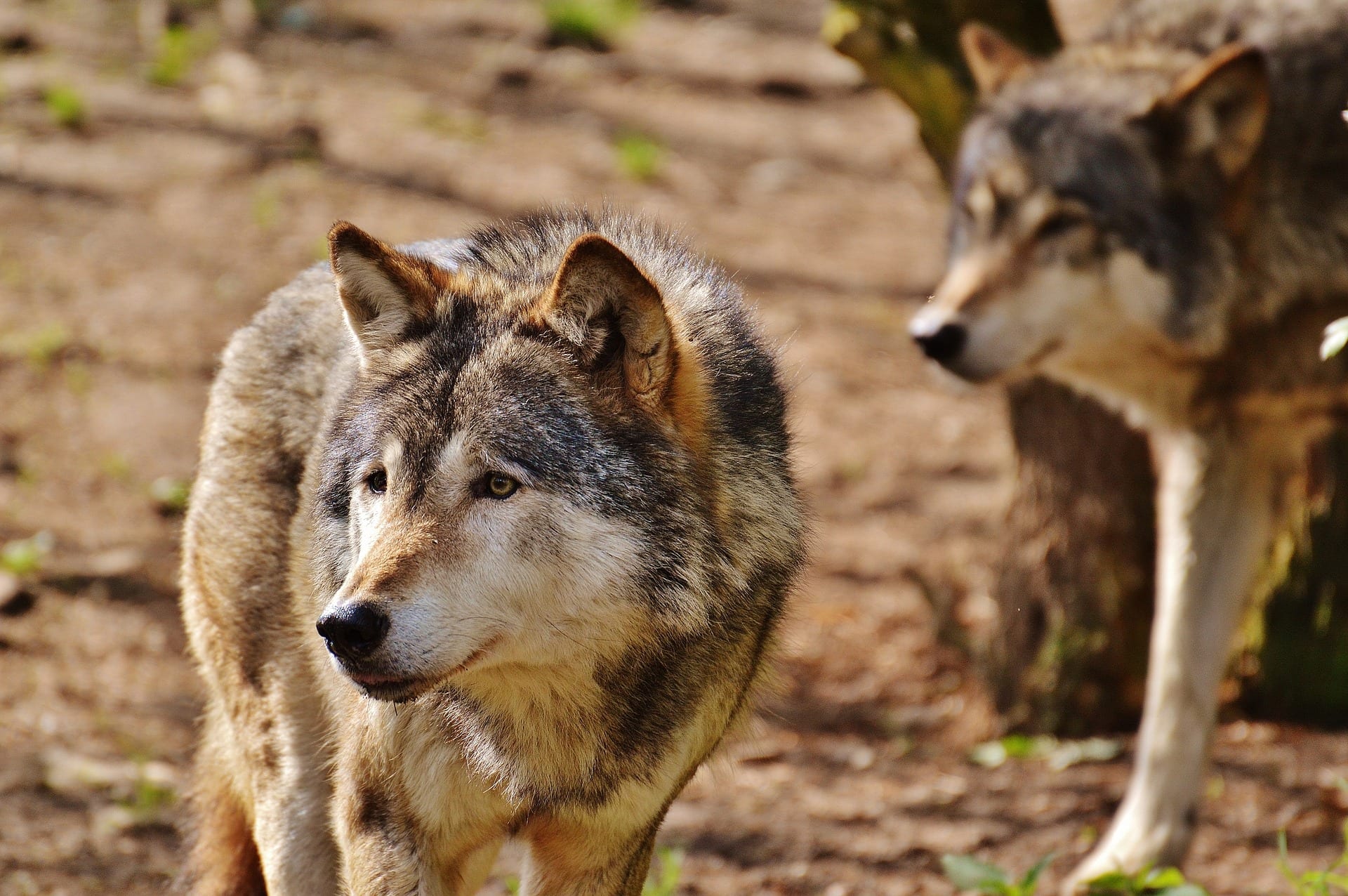 are wolves bigger than mastiffs