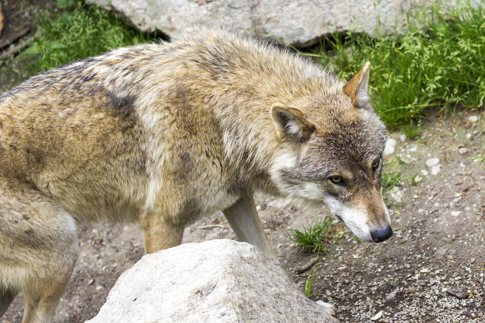 https://pixabay.com/en/wolf-european-wolf-european-wolves-1384036/