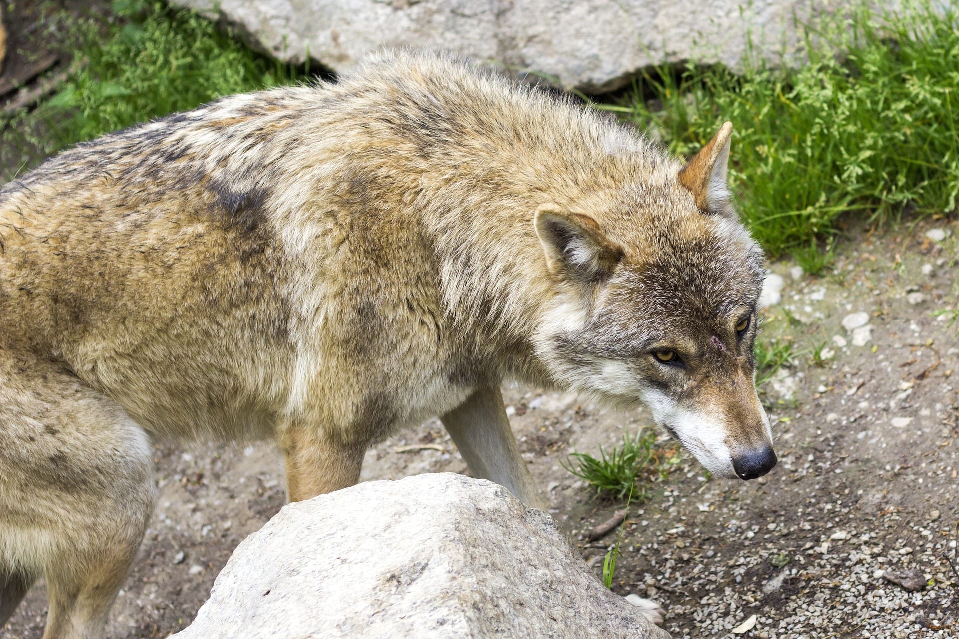 Here Are 6 Differences Between Dogs And Wolves Shoe Untied