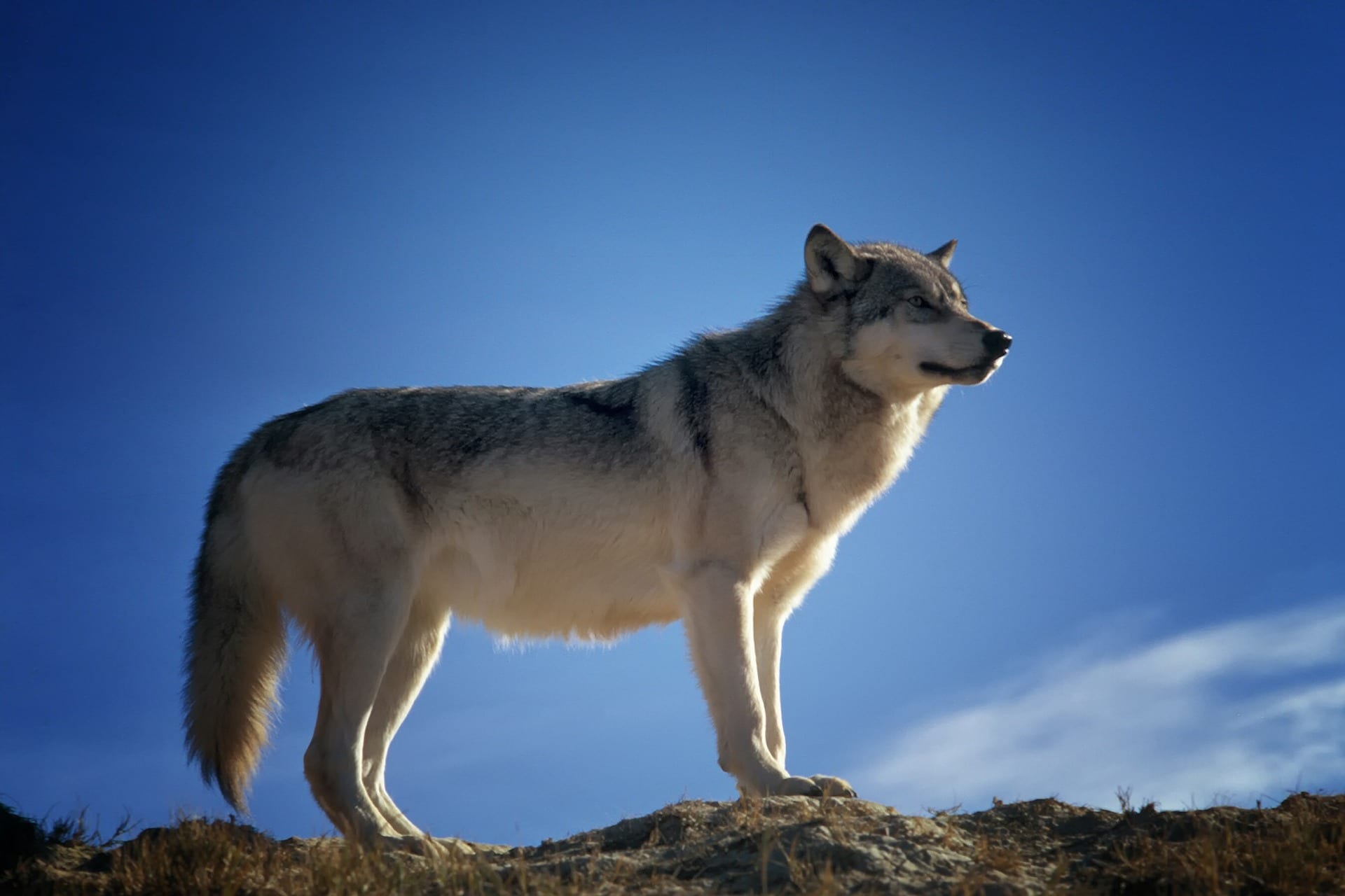 https://pixabay.com/en/wolf-predator-wildlife-montana-142173/
