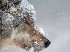 https://pixabay.com/en/wolf-predator-eurasian-wolf-1975823/