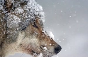 https://pixabay.com/en/wolf-predator-eurasian-wolf-1975823/