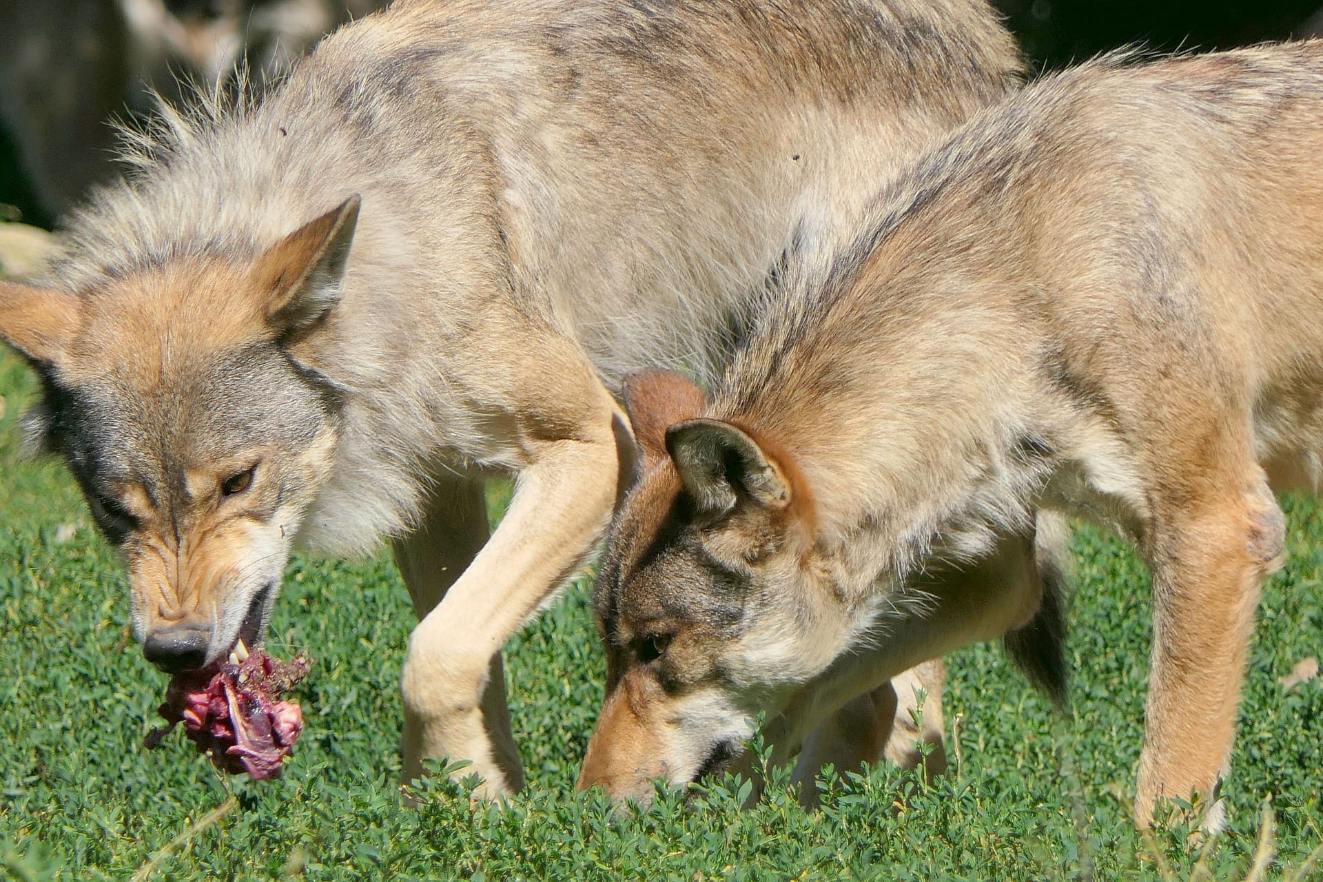 do wolves prey on dogs