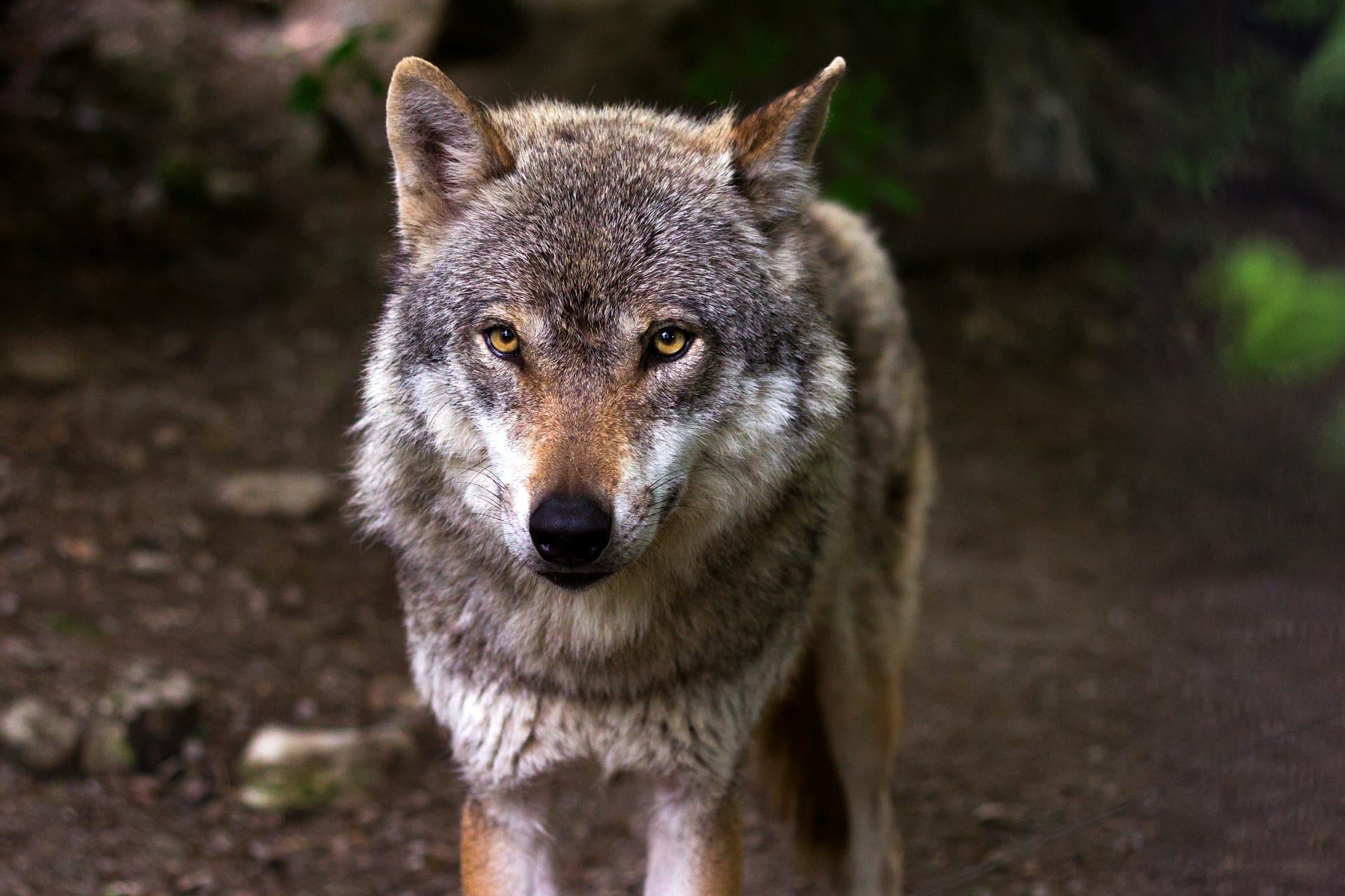 https://pixabay.com/en/wolf-predator-hunter-canis-lupus-635063/