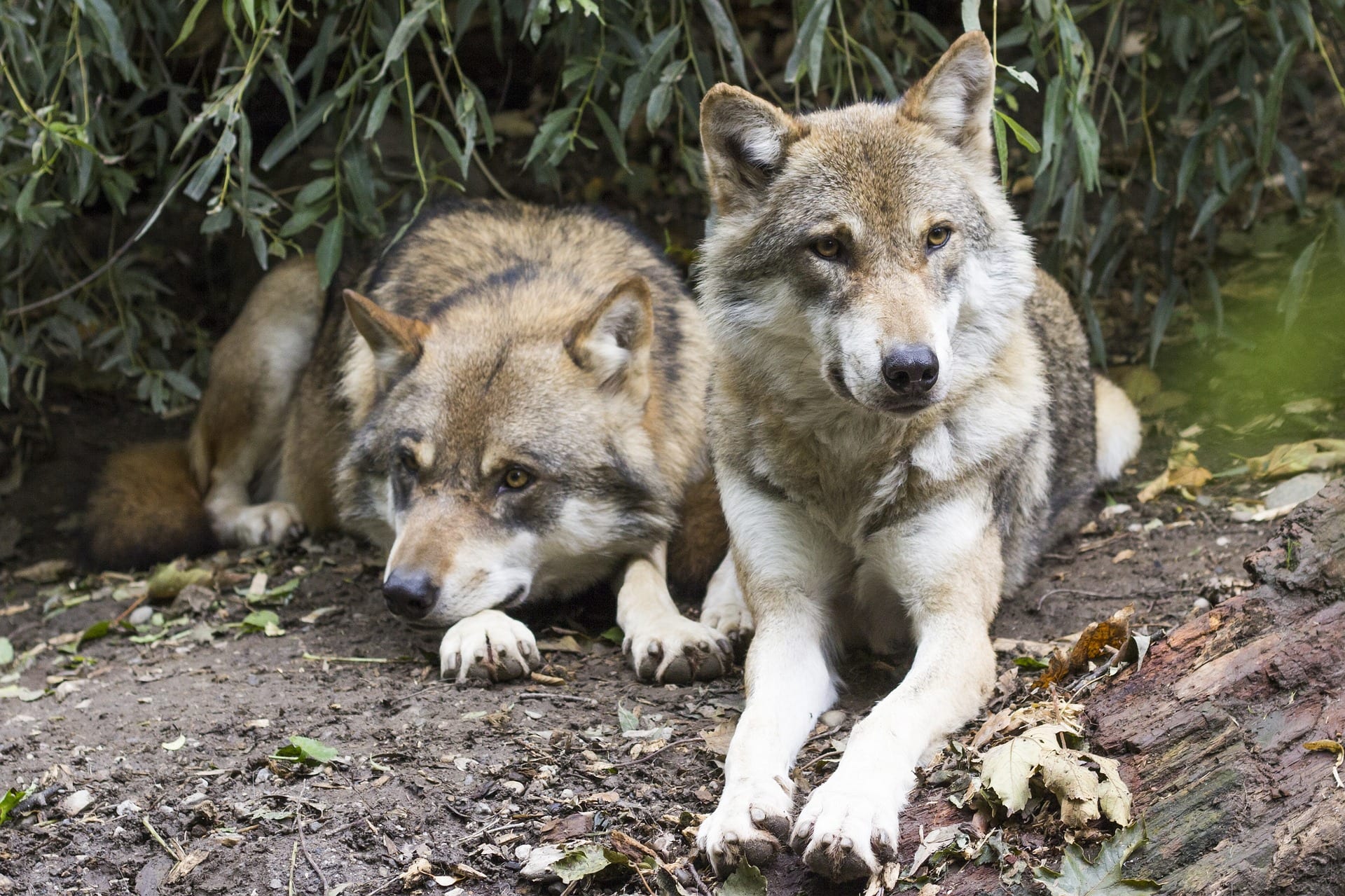 https://pixabay.com/en/wolves-canis-lupus-two-wolves-1388558/