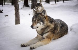 https://pixabay.com/en/wolves-snow-predators-wolf-winter-2058902/