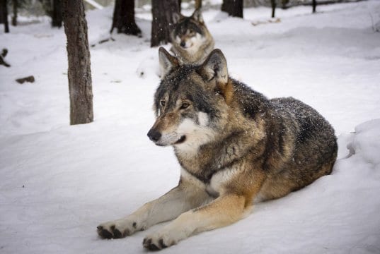 https://pixabay.com/en/wolves-snow-predators-wolf-winter-2058902/
