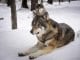 https://pixabay.com/en/wolves-snow-predators-wolf-winter-2058902/