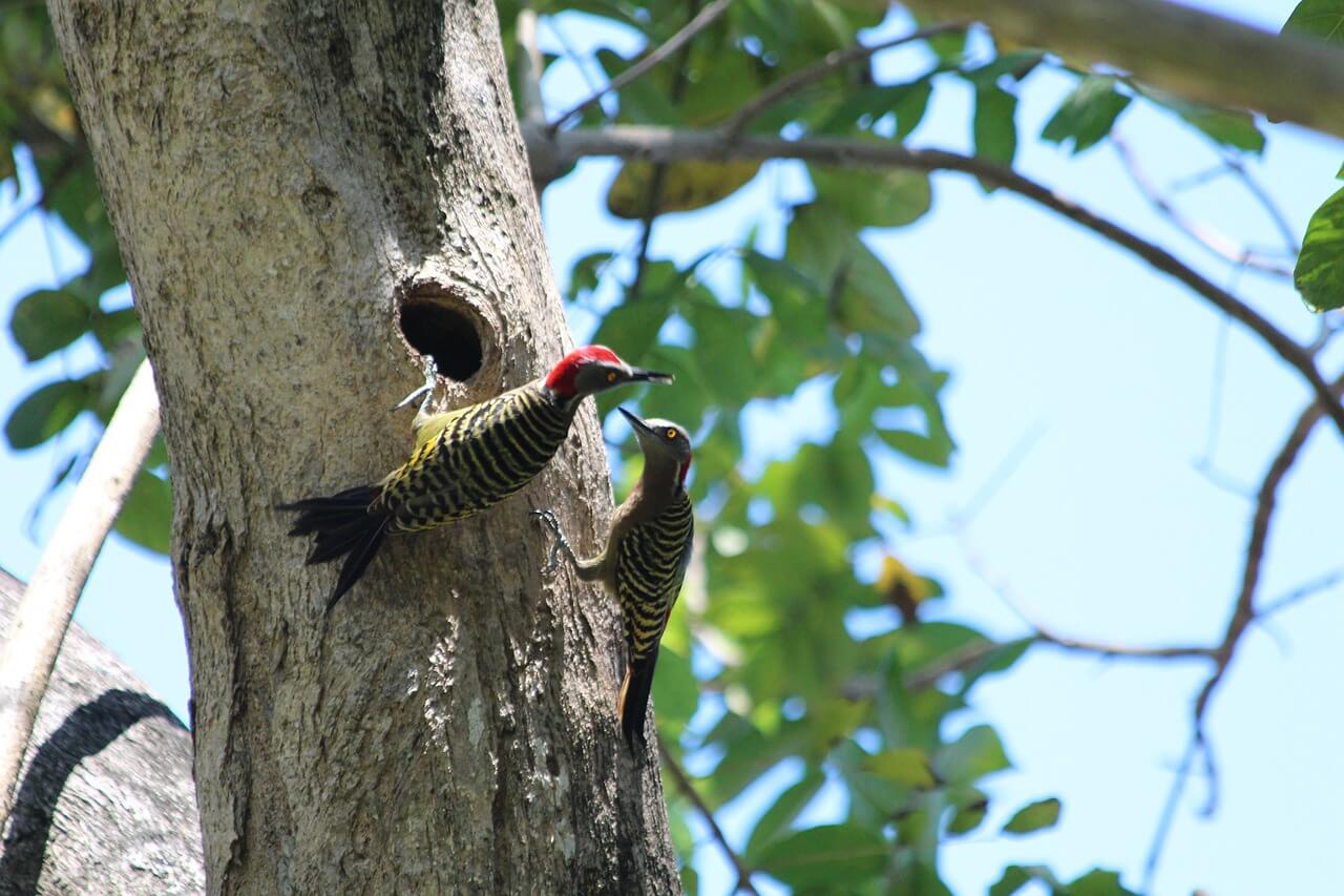 https://pixabay.com/en/woodpecker-hispaniolan-woodpecker-1762298/