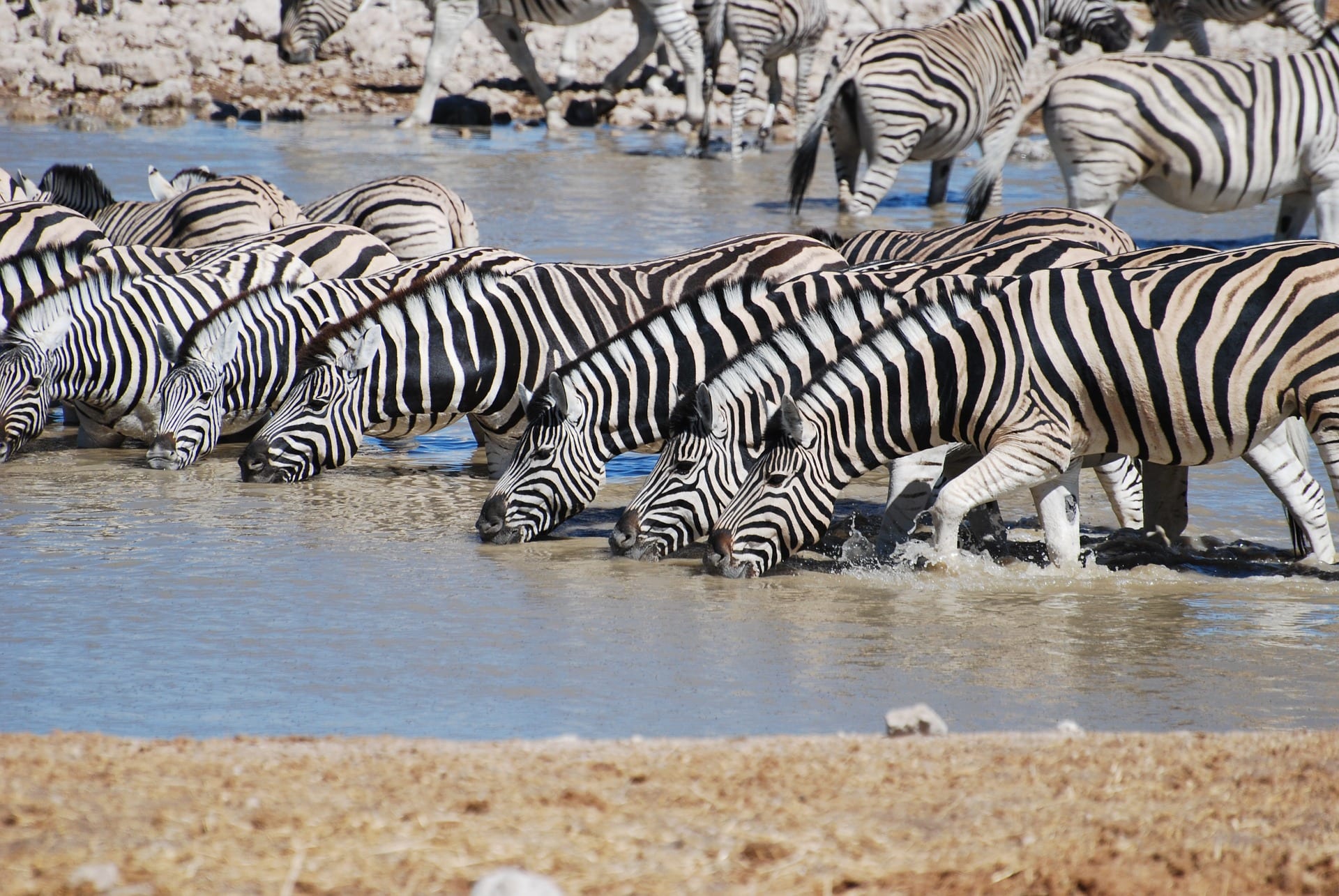 https://pixabay.com/en/zebra-drinking-safari-nature-806302/