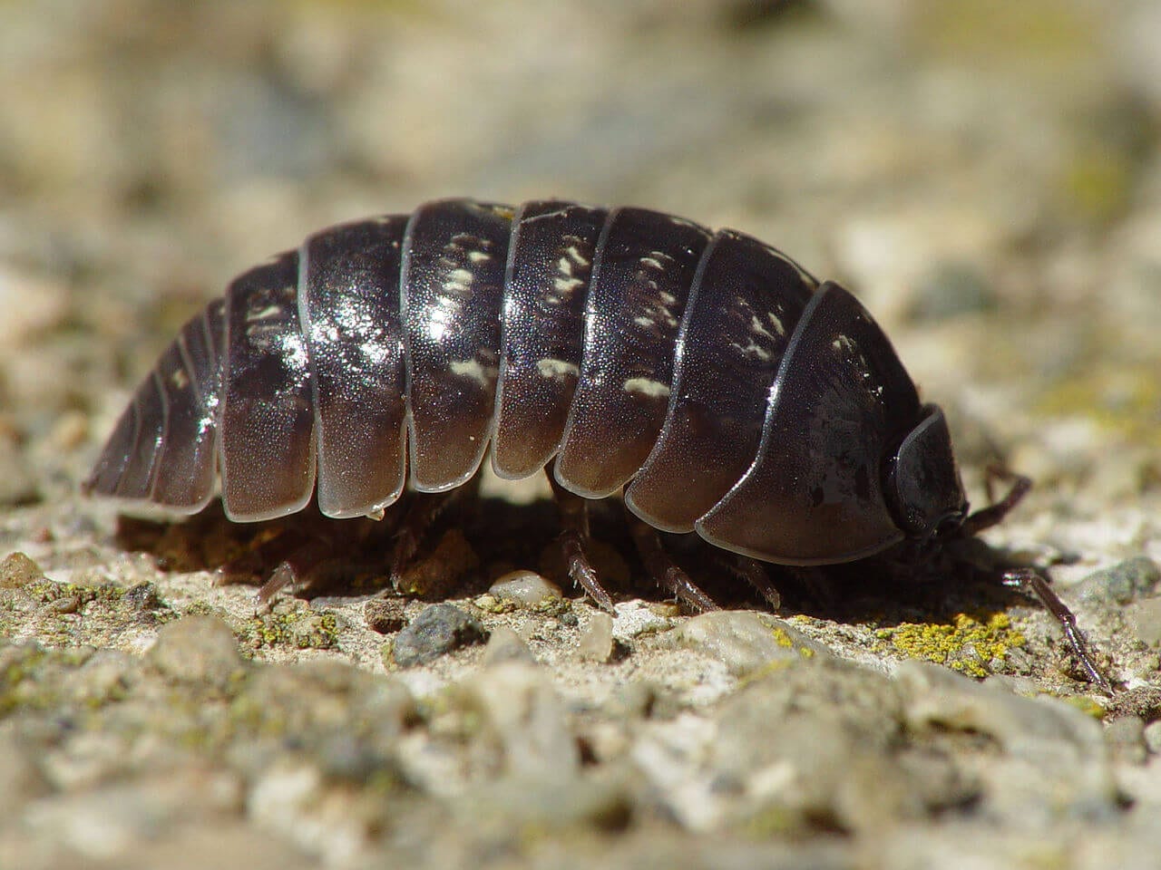 https://en.wikipedia.org/wiki/Isopoda#/media/File:Armadillidium_vulgare_001.jpg